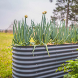 Garden Steel Bed